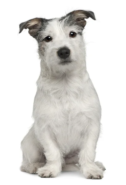 Perro de raza mixta, 7 meses de edad, sentado frente al fondo blanco — Foto de Stock