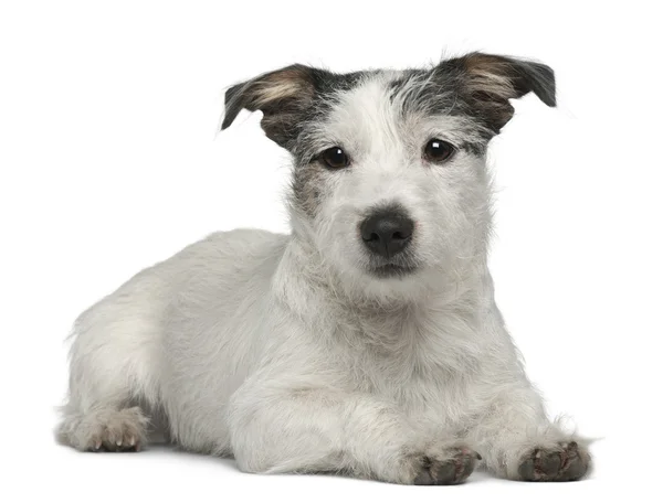 混种狗，7 个月大，前面的躺在白色的背景 — 图库照片