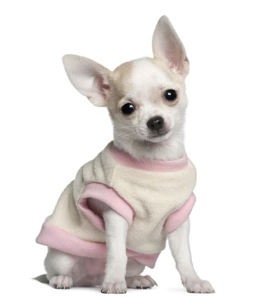 Szczeniak Chihuahua, 11 tygodni, siedząc z przodu białe tło — Zdjęcie stockowe