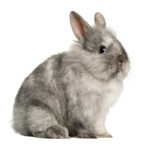 Retrato de un conejo gris sentado frente al fondo blanco — Foto de Stock