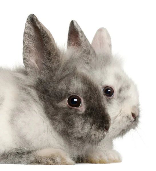 Beyaz arka plan önünde tavşan portresi — Stok fotoğraf