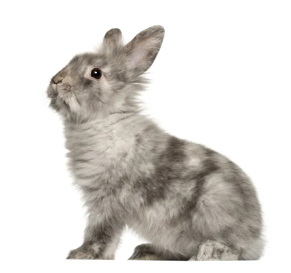 Кролик сидить перед білим тлом — стокове фото