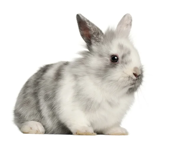 Кролик сидит на белом фоне — стоковое фото