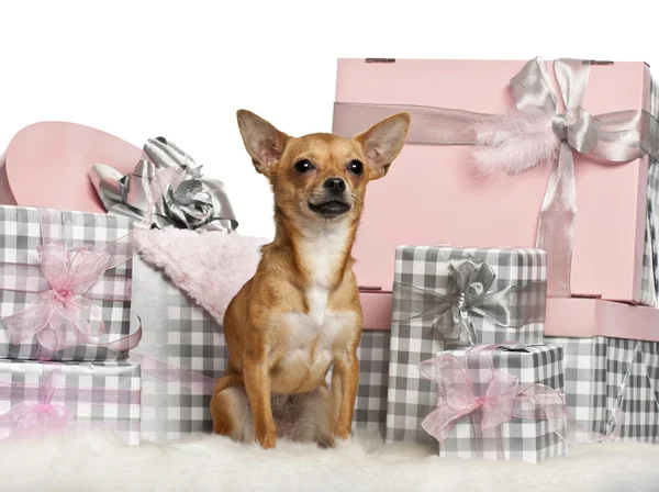 Chihuahua, 10 months old, sitting with Christmas gifts in front of white background — Stock Fotó
