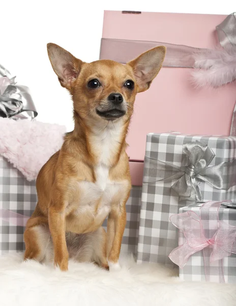 Chihuahua, 10 Monate alt, sitzt mit Weihnachtsgeschenken vor weißem Hintergrund — Stockfoto