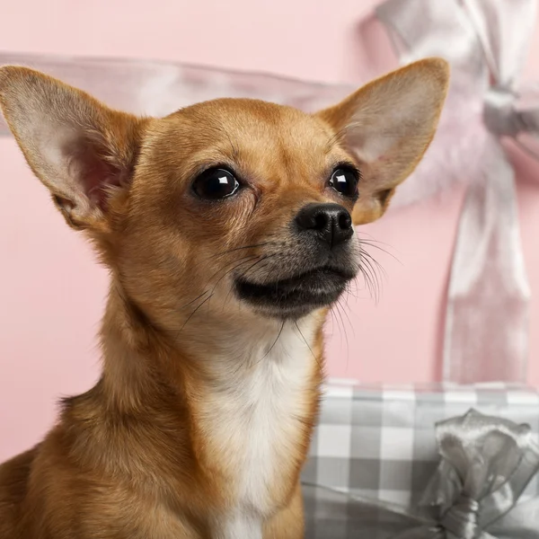 Close-up de Chihuahua, 10 meses, com presentes de Natal na frente do fundo branco — Fotografia de Stock