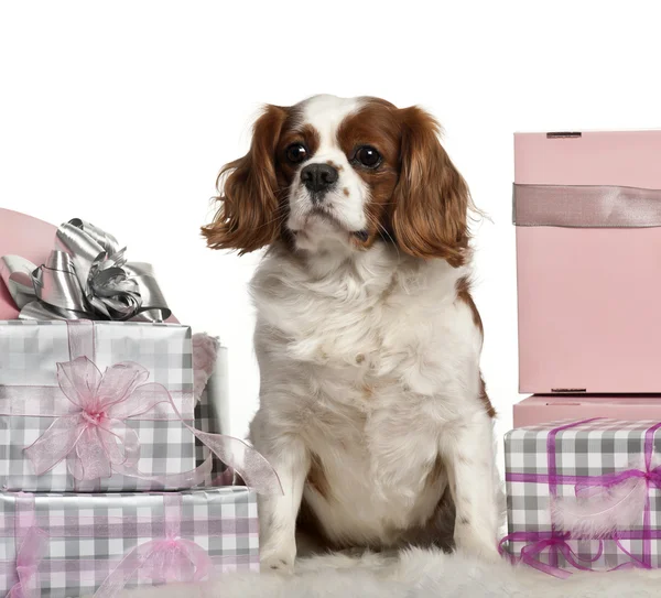 Cavalier King Charles Spaniel, sitting with Christmas gifts in front of white background — стокове фото