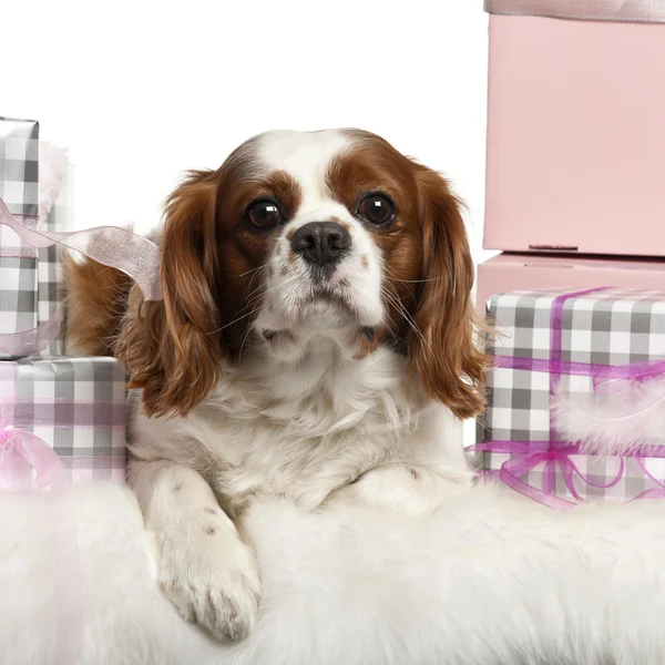 Cavalier King Charles Spaniel, lying with Christmas gifts in front of white background — стокове фото