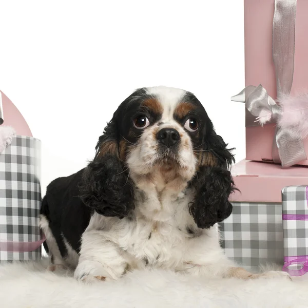 Cavalier King Charles Spaniel, lying with Christmas gifts in front of white background — стокове фото