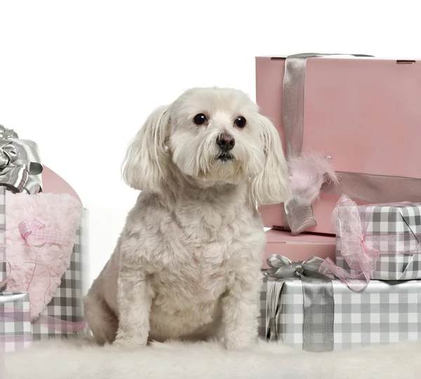 Maltesischer Hund sitzt mit Weihnachtsgeschenken vor weißem Hintergrund — Stockfoto