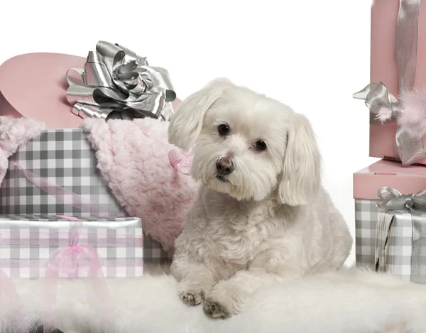 Maltesischer Hund liegt mit Weihnachtsgeschenken vor weißem Hintergrund — Stockfoto