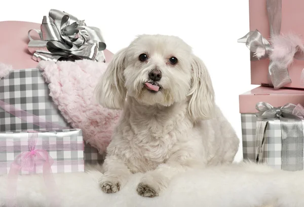 躺在白色背景前的圣诞礼物的马尔济斯犬 — 图库照片