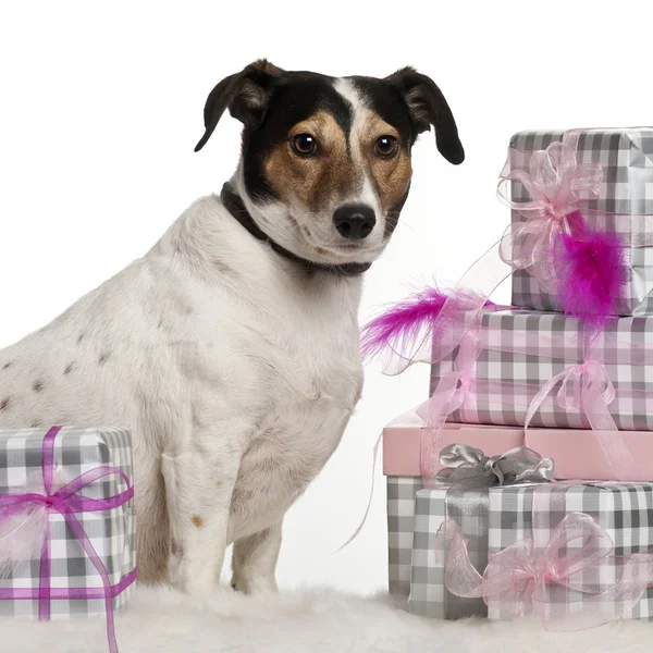 Jack Russell Terrier, 6 Jahre alt, sitzt mit Weihnachtsgeschenken vor weißem Hintergrund — Stockfoto
