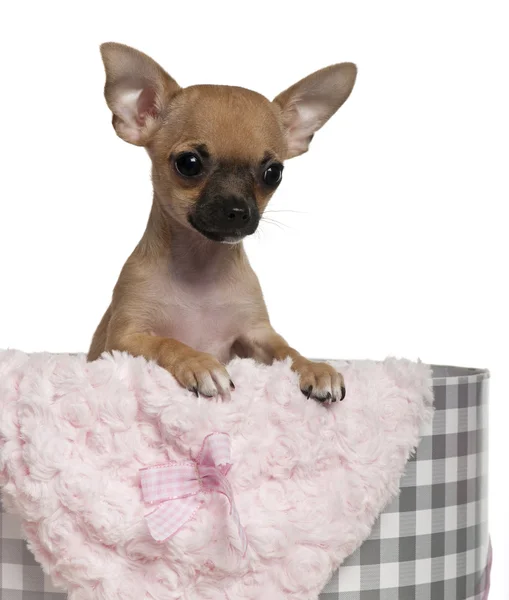 Chihuahua cachorro, 3 meses de edad, con regalos de Navidad delante de fondo blanco — Foto de Stock