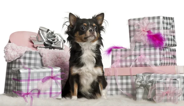 Chihuahua, 9 months old, sitting with Christmas gifts in front of white background — Stock Photo, Image