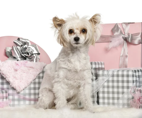 Chinese Crested Dog sitting with Christmas gifts in front of white background — стокове фото