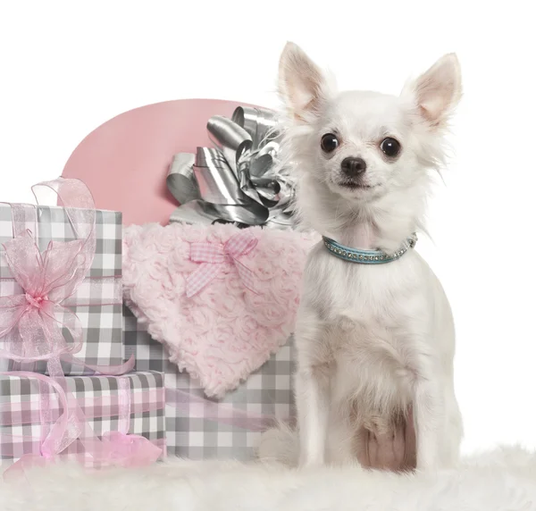 Chihuahua sitting with Christmas gifts in front of white background — Stock Photo, Image