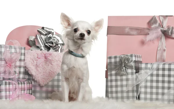 Chihuahua seduta con regali di Natale davanti a sfondo bianco — Foto Stock