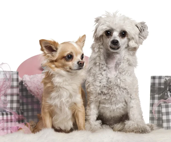 Chinesischer Haubenhund, 2 Jahre alt, und Chihuahua sitzen mit Weihnachtsgeschenken vor weißem Hintergrund — Stockfoto