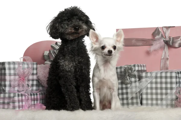 Pudel und Chihuahua sitzen mit Weihnachtsgeschenken vor weißem Hintergrund — Stockfoto