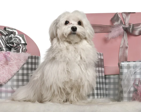 Cane maltese seduto con regali di Natale davanti allo sfondo bianco — Foto Stock