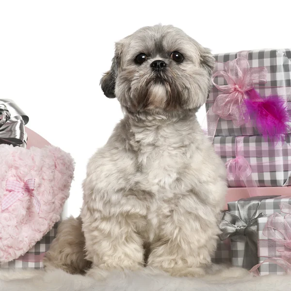 Lhasa Apso, 2 years old, sitting with Christmas gifts in front of white background — Stock Photo, Image