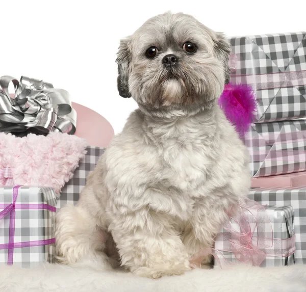 Lhasa Apso, 2 years old, sitting with Christmas gifts in front of white background — Stock Fotó