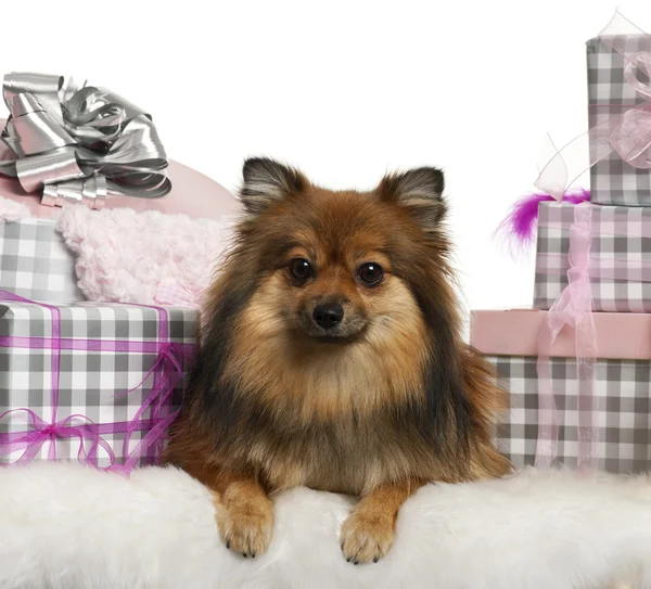 Pomeranian, 2 years old, lying with Christmas gifts in front of white background — стокове фото