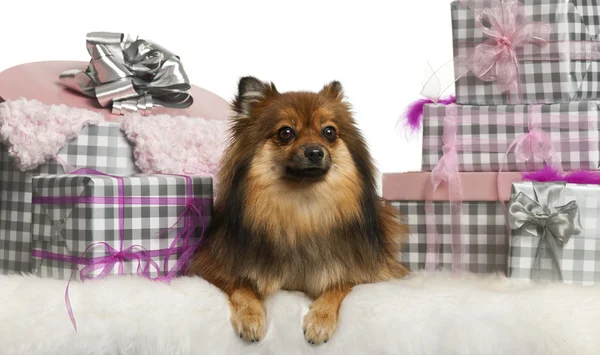 Pomeranian, 2 years old, lying with Christmas gifts in front of white background — стокове фото