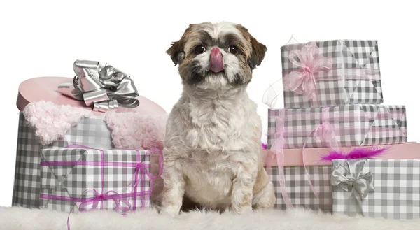 Shih Tzu sitting with Christmas gifts in front of white background — стокове фото
