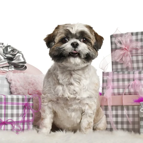 Shih tzu sitzt mit Weihnachtsgeschenken vor weißem Hintergrund — Stockfoto
