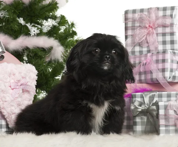 Pekinés cachorro, 5 meses de edad, sentado con árbol de Navidad y regalos en frente de fondo blanco — Foto de Stock