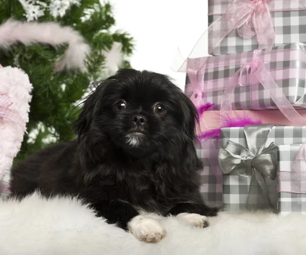 Pechinese cucciolo, 5 mesi, sdraiato con regali di Natale davanti allo sfondo bianco — Foto Stock