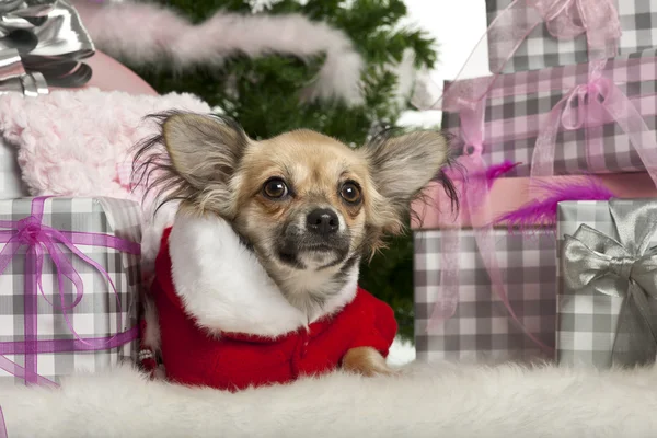 Chihuahua cucciolo, 4 mesi, sdraiato con regali di Natale davanti a sfondo bianco — Foto Stock