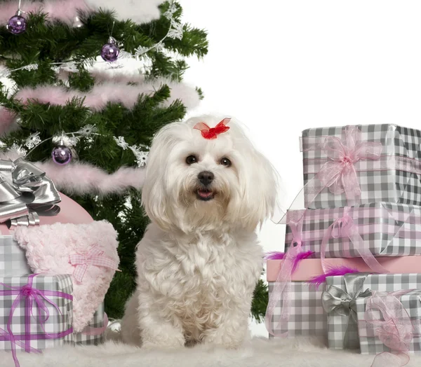 Maltés, 3 años, sentado con árbol de Navidad y regalos delante de fondo blanco —  Fotos de Stock