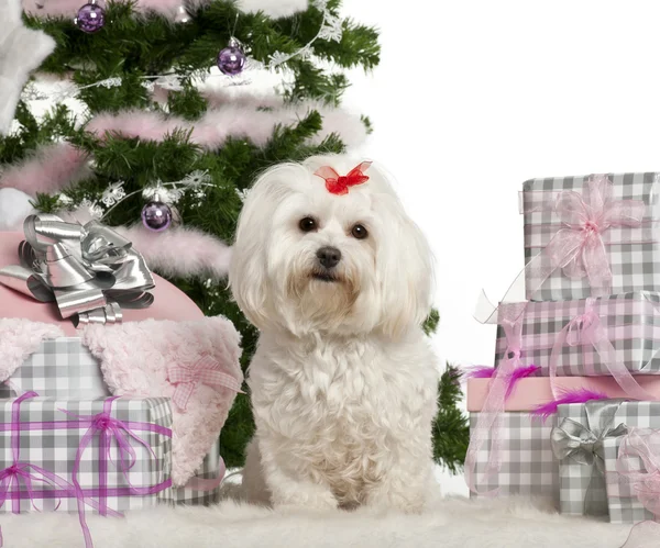 Maltese, 3 years old, sitting with Christmas tree and gifts in front of white background — Stock Photo, Image