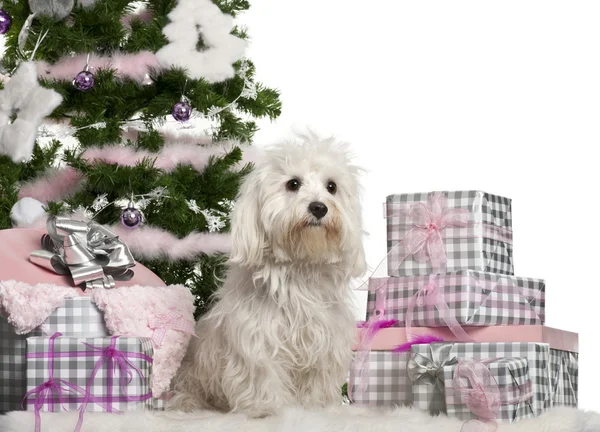 Maltese, 2 years old, sitting with Christmas tree and gifts in front of white background — стокове фото