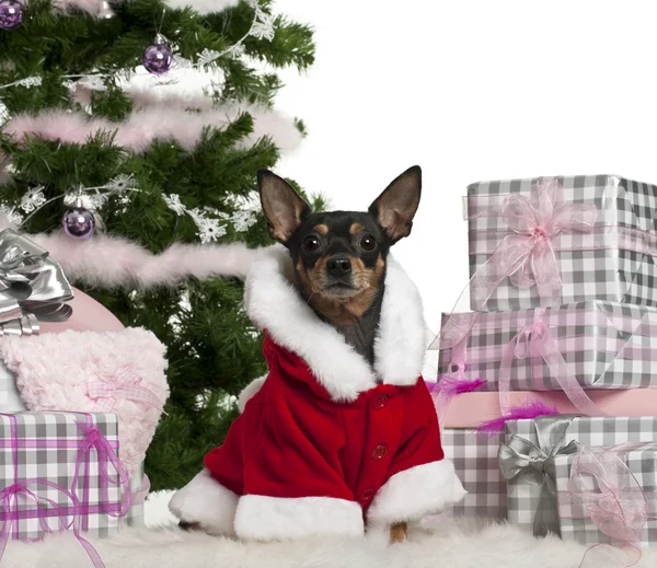 Zwergpinscher, 3 Jahre alt, im Weihnachtsmann-Outfit mit Weihnachtsgeschenken vor weißem Hintergrund — Stockfoto