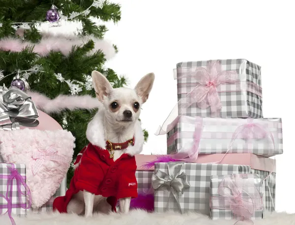 Chihuahua, 8 mois, portant une tenue de Père Noël avec des cadeaux de Noël devant fond blanc — Photo