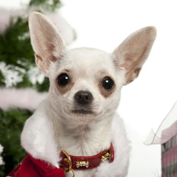Primer plano de Chihuahua, 8 meses, con regalos de Navidad delante de fondo blanco — Foto de Stock