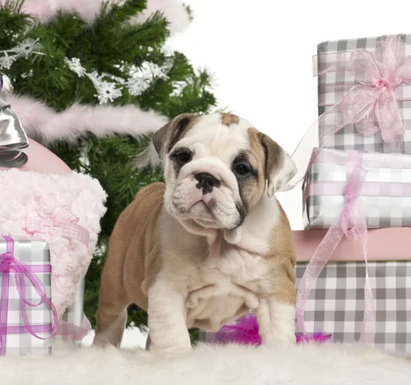 English Bulldog puppy, 2 months old, with Christmas gifts in front of white background — 스톡 사진