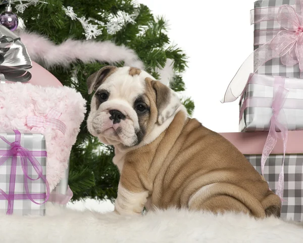 English Bulldog puppy, 2 months old, sitting with Christmas tree and gifts in front of white background — 스톡 사진