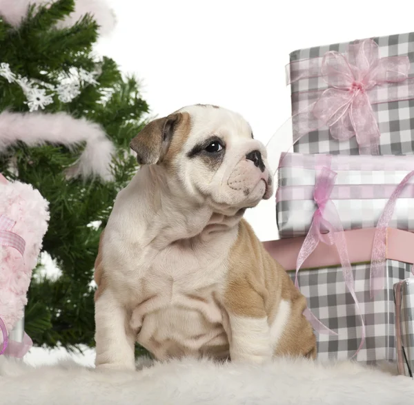 Inglés Bulldog cachorro, 2 meses de edad, sentado con árbol de Navidad y regalos en frente de fondo blanco —  Fotos de Stock