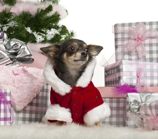 Chihuahua, 1 year old, with Christmas gifts in front of white background — Stock Photo, Image