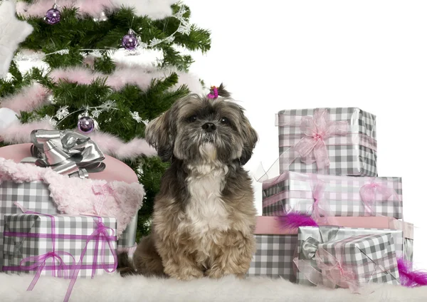 Shih Tzu, 7 years old, sitting with Christmas tree and gifts in front of white background — Stock Photo, Image