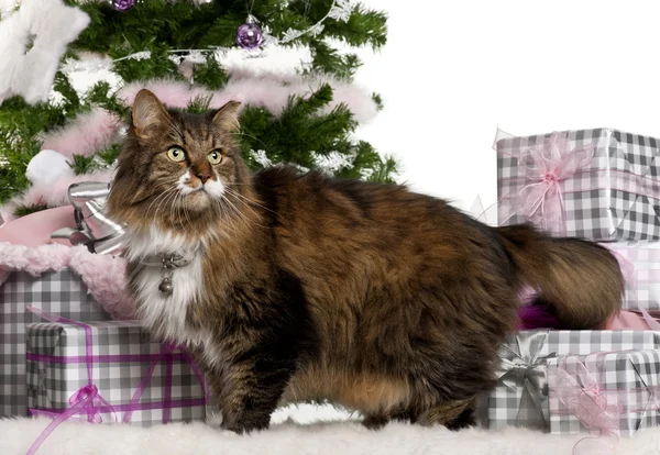 European Shorthair, 11 years old, with Christmas gifts in front of white background — Stock Photo, Image
