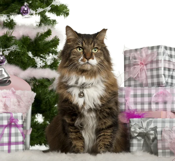 European Shorthair, 11 years old, sitting with Christmas tree and gifts in front of white background — Stock Photo, Image