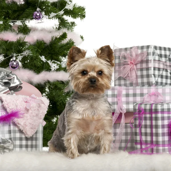 Yorkshire Terrier, sentado com árvore de Natal e presentes na frente de fundo branco — Fotografia de Stock