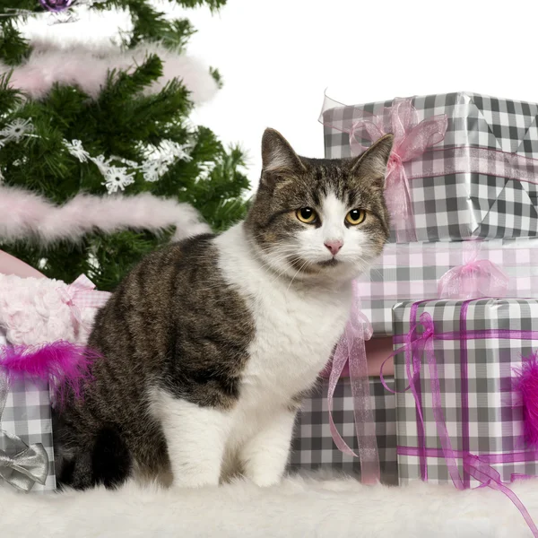 European Shorthair, 3 years old, sitting with Christmas tree and gifts in front of white background — Stock Photo, Image