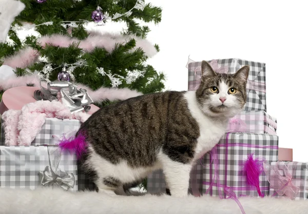 European Shorthair, 3 years old, with Christmas gifts in front of white background — Stock Photo, Image